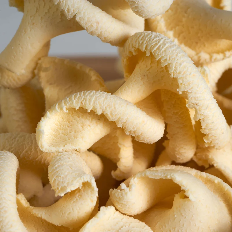 Fungo Gigante Trafila in Bronzo per Pastaio