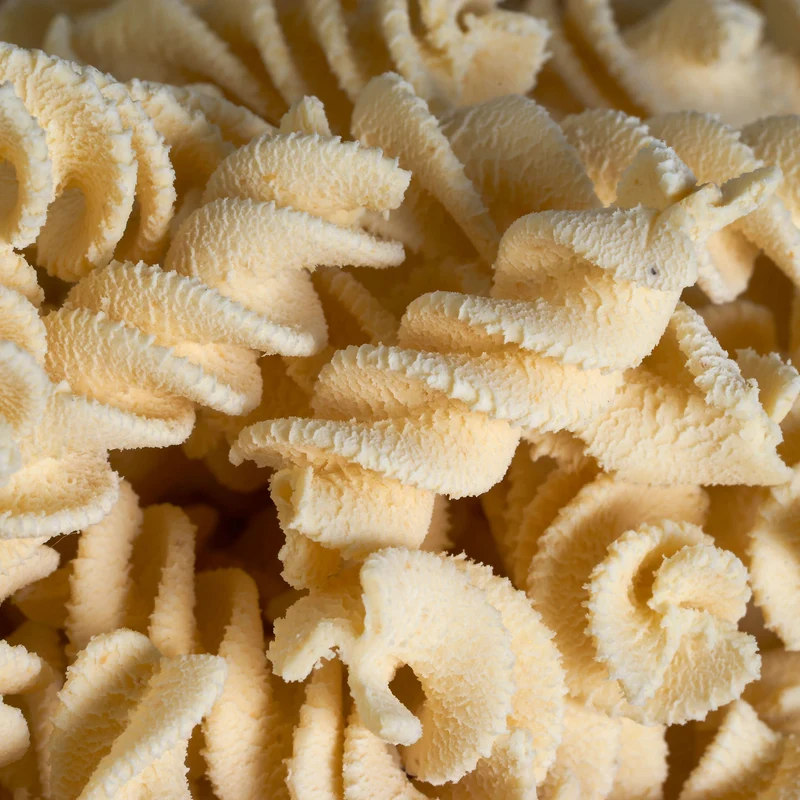 Fusilli Trafila in Bronzo per Pastaio