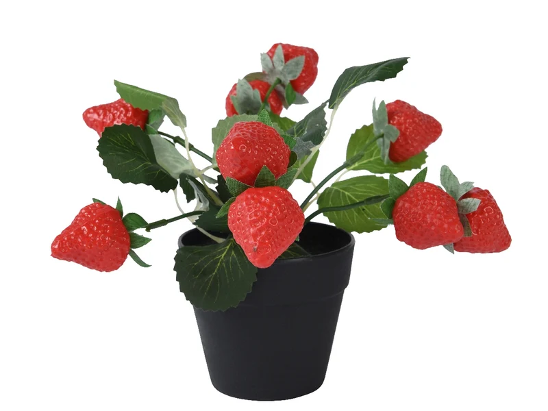 Piantina di fragole in vasetto di plastica diametro 20cm x altezza 20cm