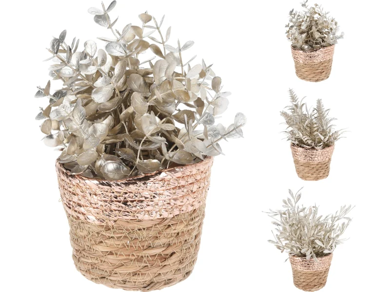 Pianta in vaso 20cm in 3 assortimenti champagne