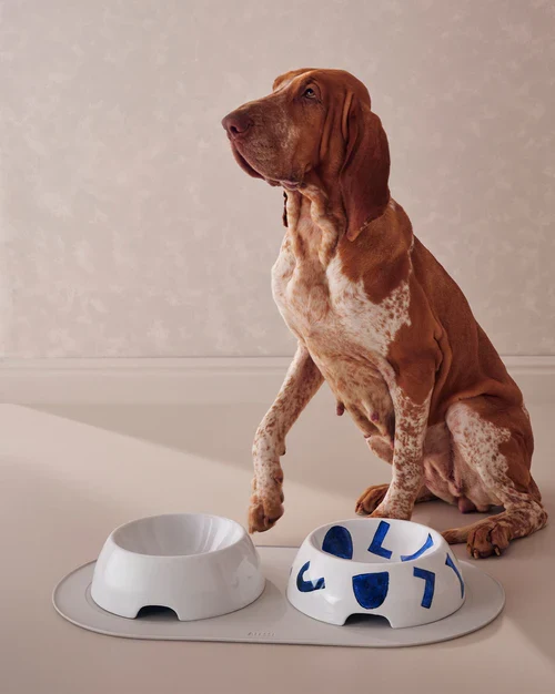 Itsumo pet Yunoki ware Ciotola per cani