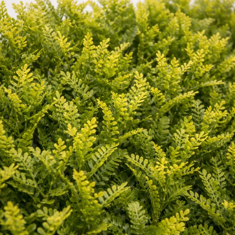 Parete con piante artificiali per giardino verticale 100x100 cm - Mimosa